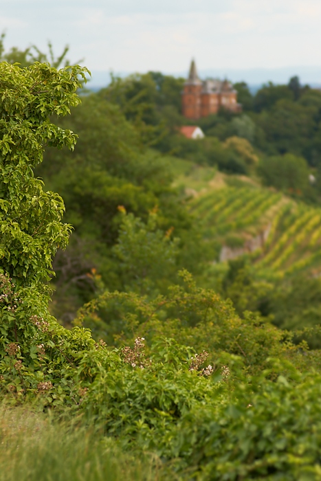 In den Weinbergen II