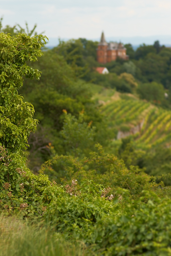 In den Weinbergen II