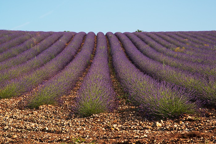 Provence 6