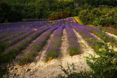 Provence 26