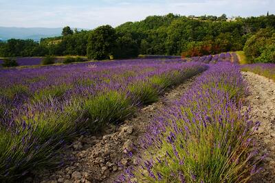 Provence 27