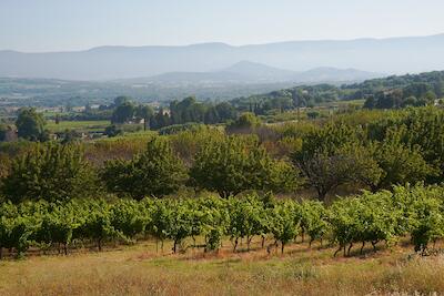 Provence 41
