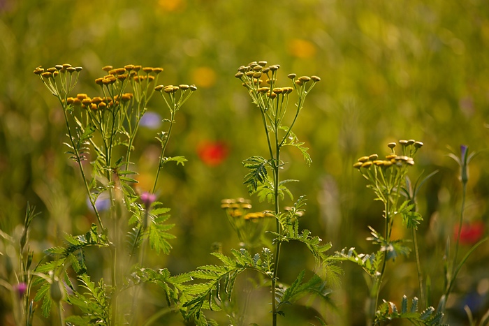 Sommerweise