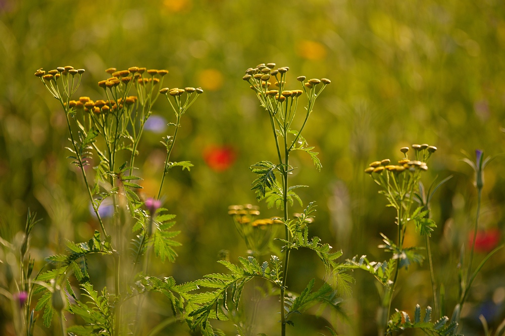 Sommerweise