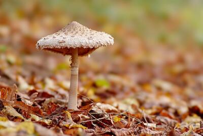 Pilz