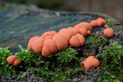 Pilz