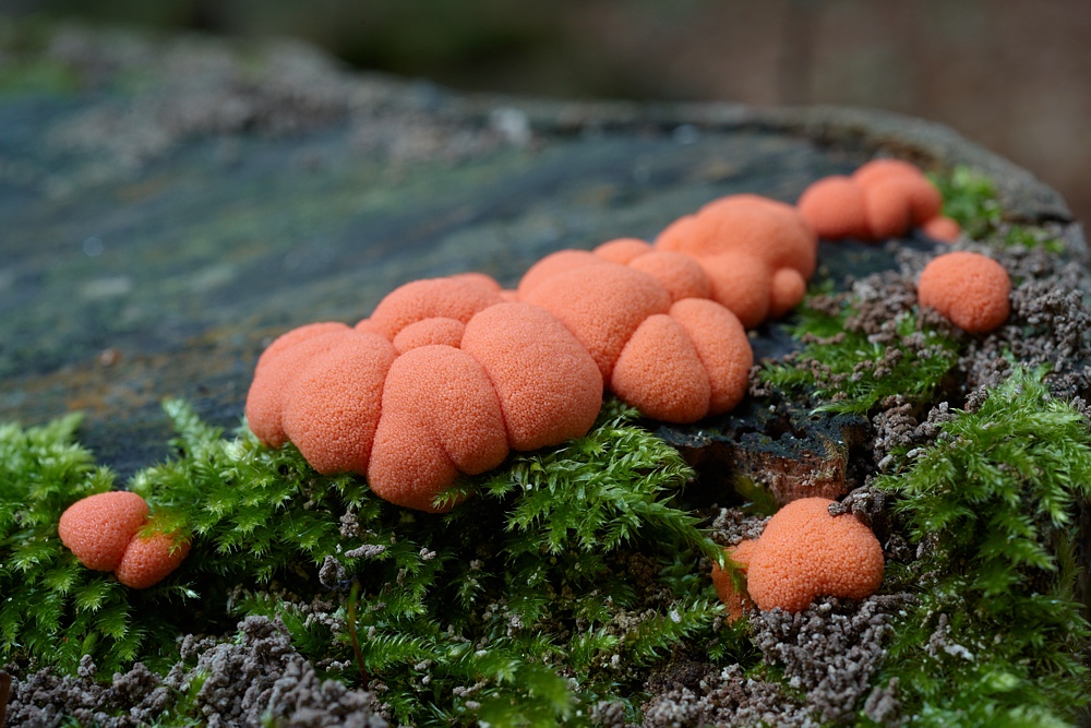 Pilz