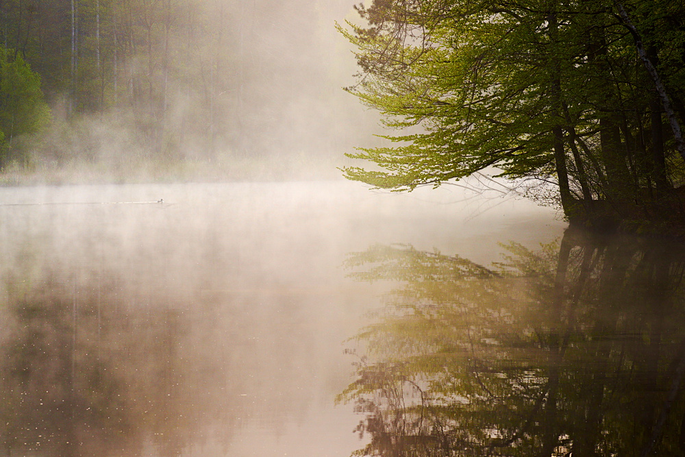 Morgens am Weiher