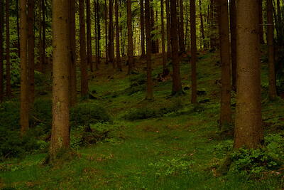 Frühlingswald