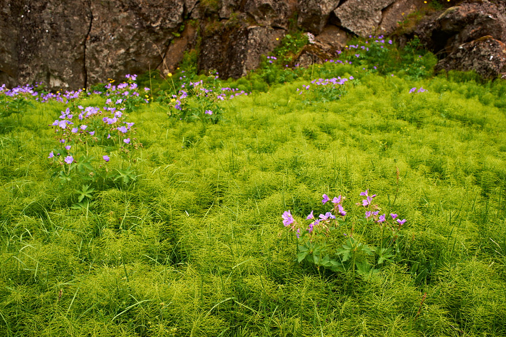 Island - Þingvellir