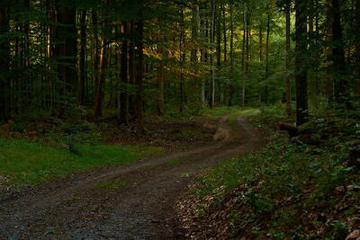Pfälzer Wald