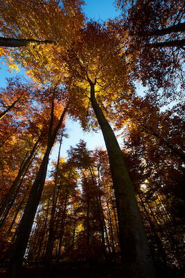 Herbst im Pfälzer Wald