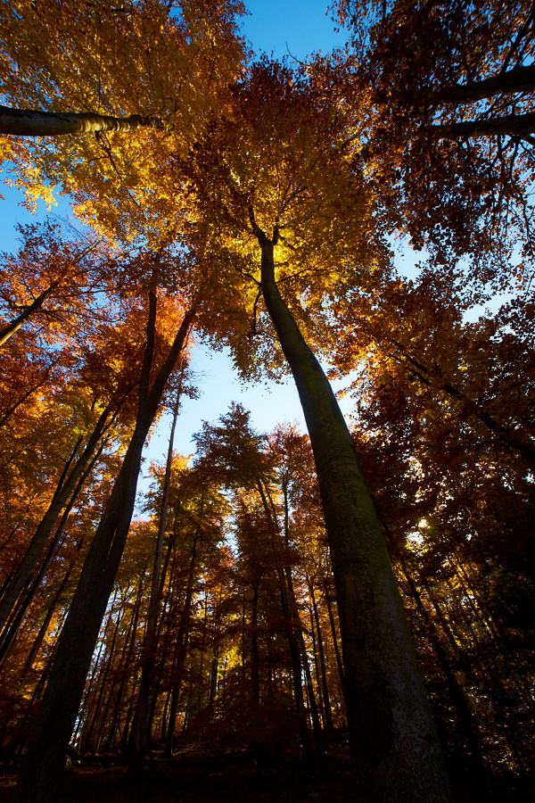 Herbst im Pfälzer Wald