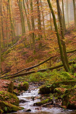 Karlstalschlucht III