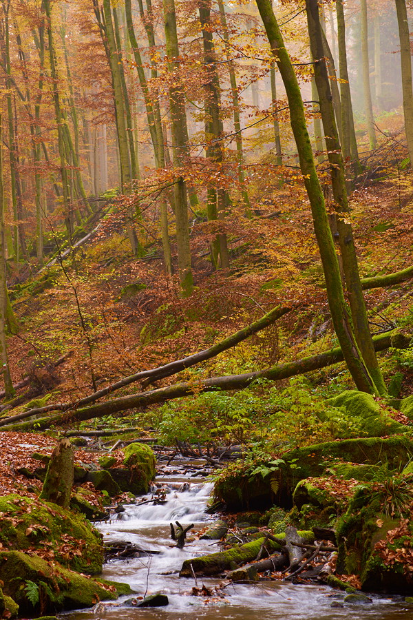 Karlstalschlucht III