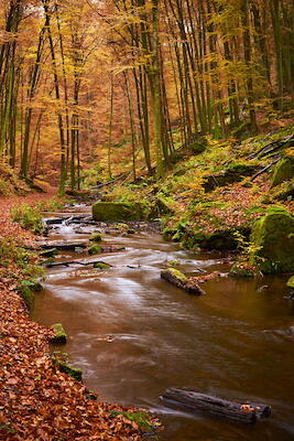Karlstalschlucht V