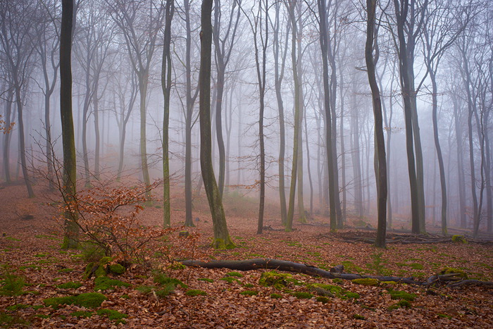 Nebelwald II
