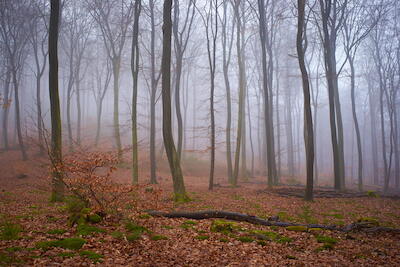Nebelwald II