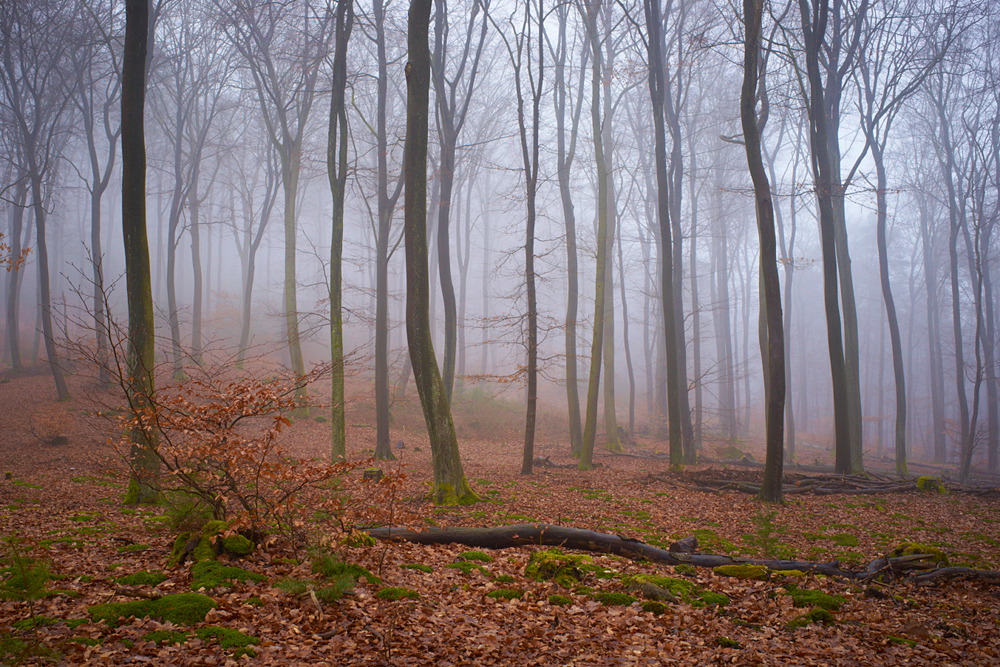 Nebelwald II