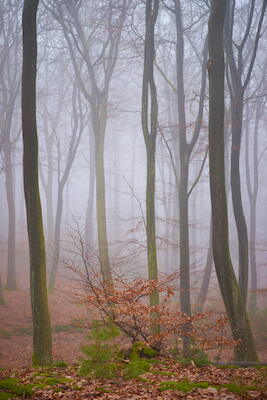 Nebelwald III