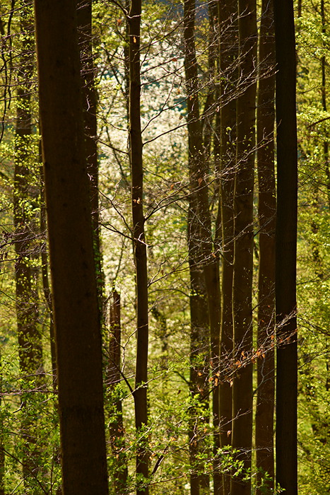 Frühlingsrausch V