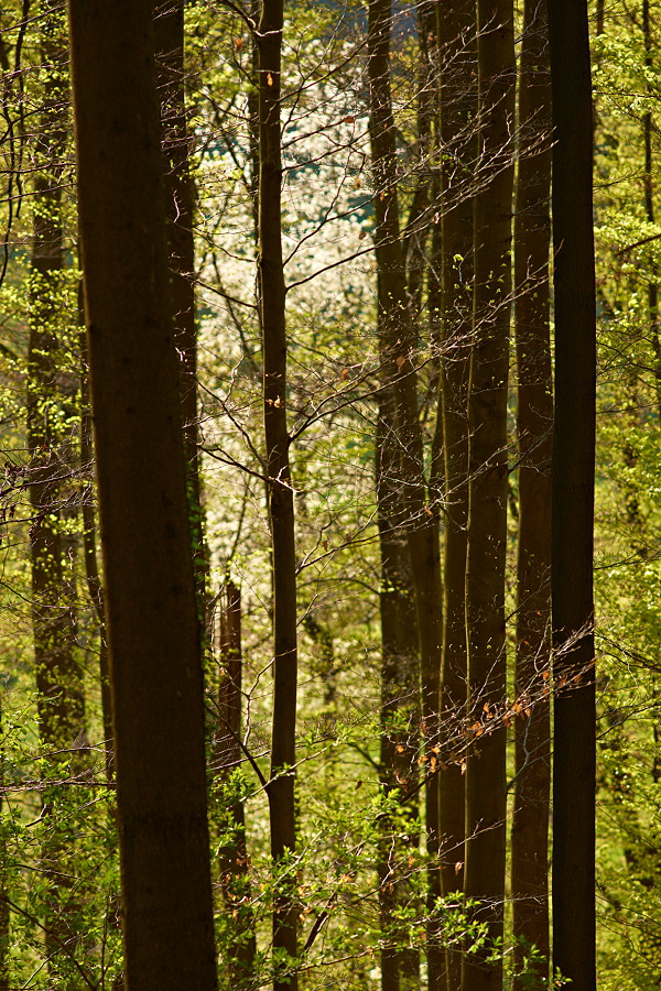 Frühlingsrausch V