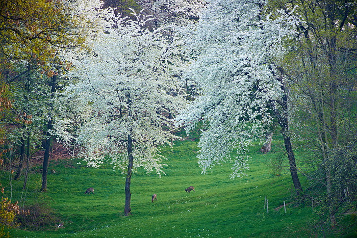 Rehe