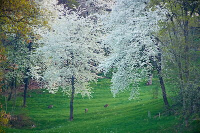 Rehe