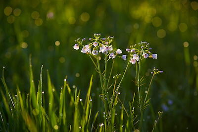 Wiesenschaumkraut II