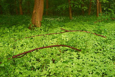 In der Rheinaue II
