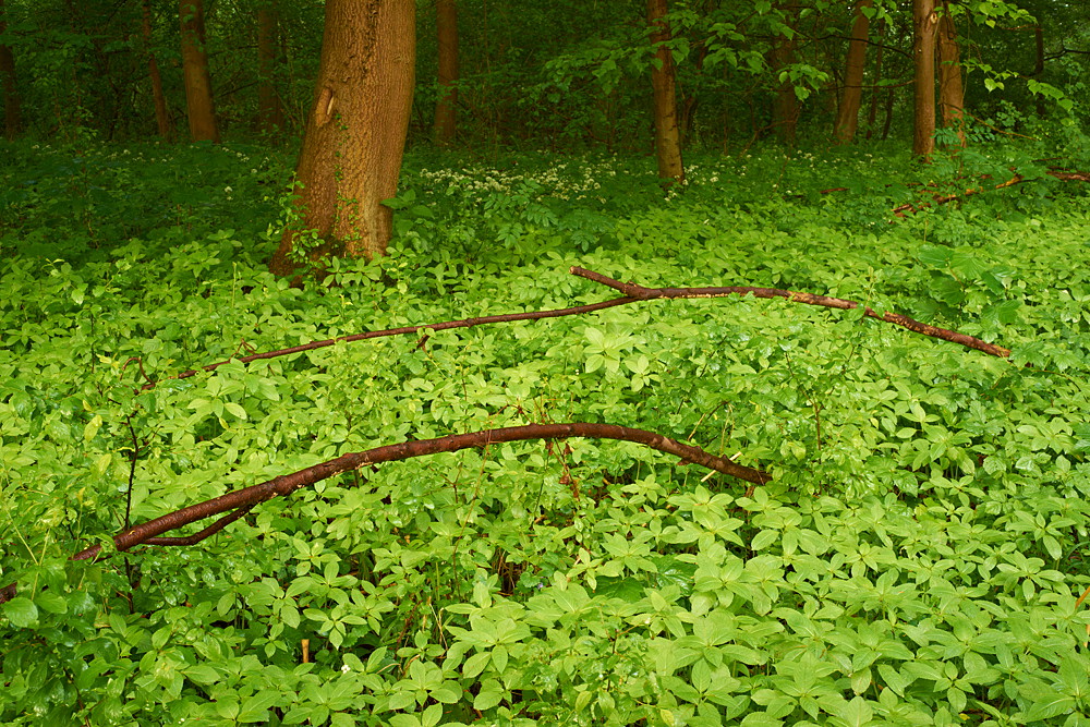 In der Rheinaue II