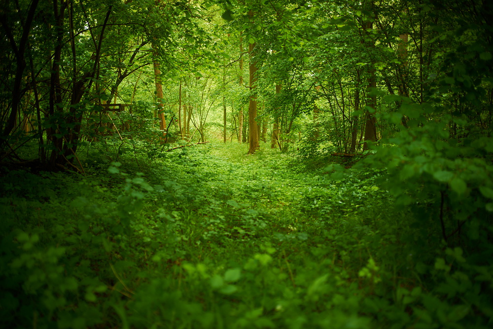 In der Rheinaue IV