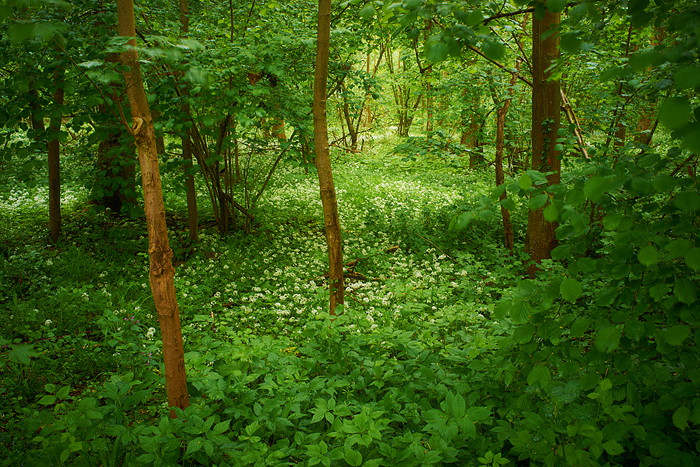 In der Rheinaue V