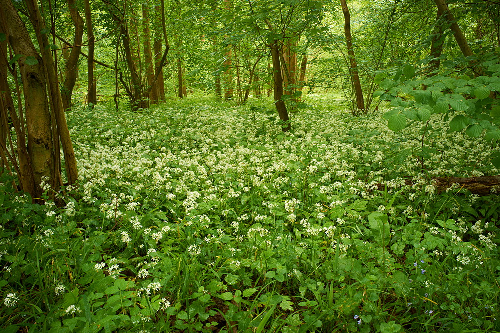 In der Rheinaue VI