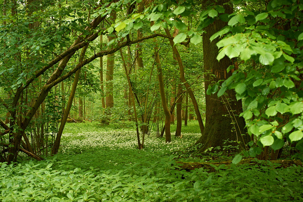 In der Rheinaue VII