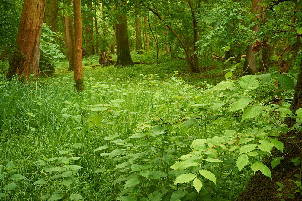 In der Rheinaue VIII