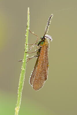 Grünwidderchen