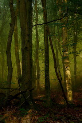 Nebelwald