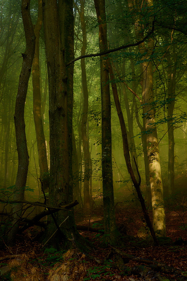 Nebelwald