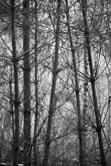 Wald