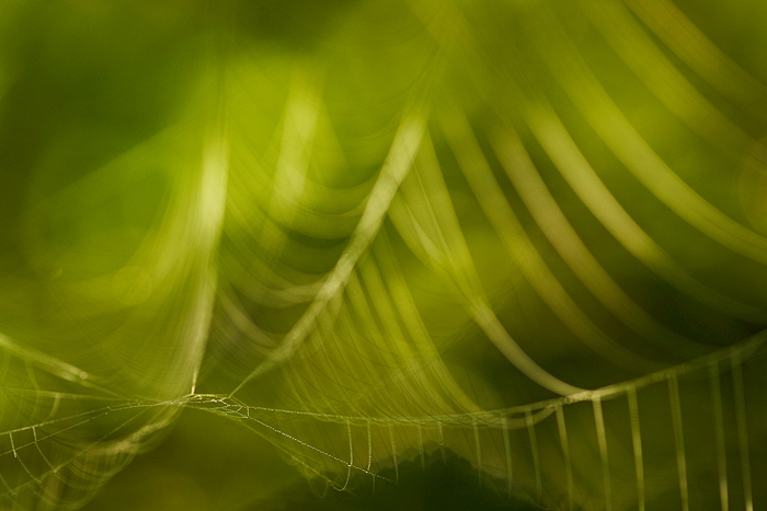 Spinnennetz