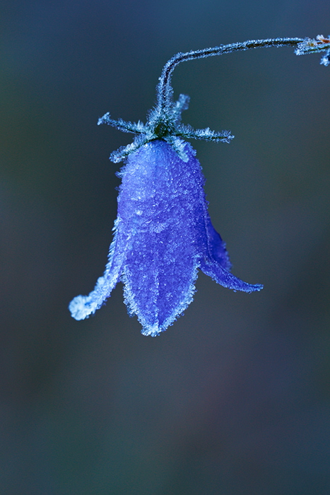Glockenblume