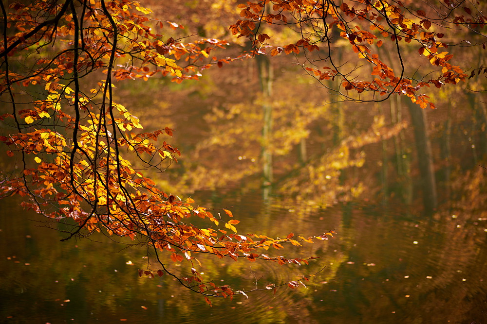 Herbstzweige