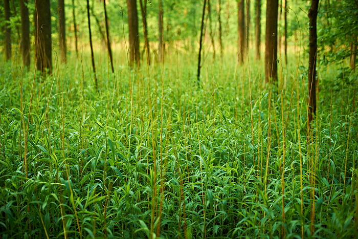 Rheinaue VI