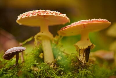 Fliegenpilz