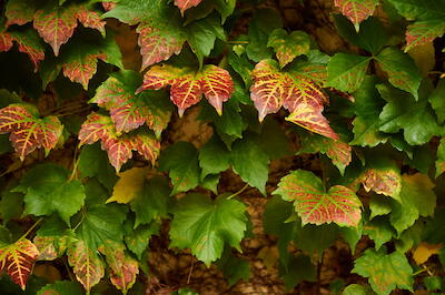 Weinlaub