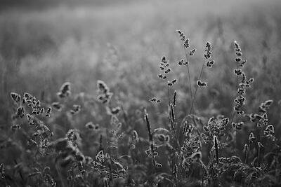 Morgens auf der Wiese III