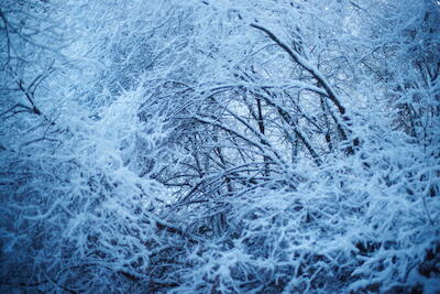 Winterwald III