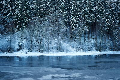 Winterwald VI