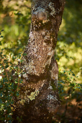 Montseny 10